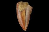 Serrated, Raptor Tooth - Real Dinosaur Tooth #158979-1